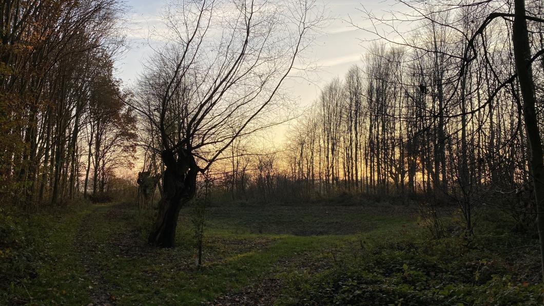 Plantenbos Steenderen