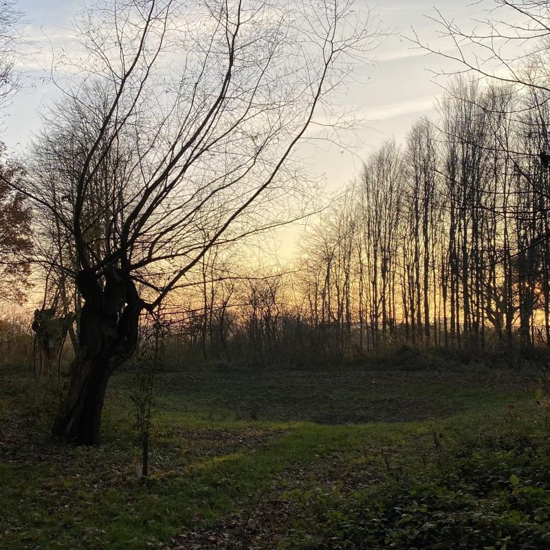 Plantenbos Steenderen