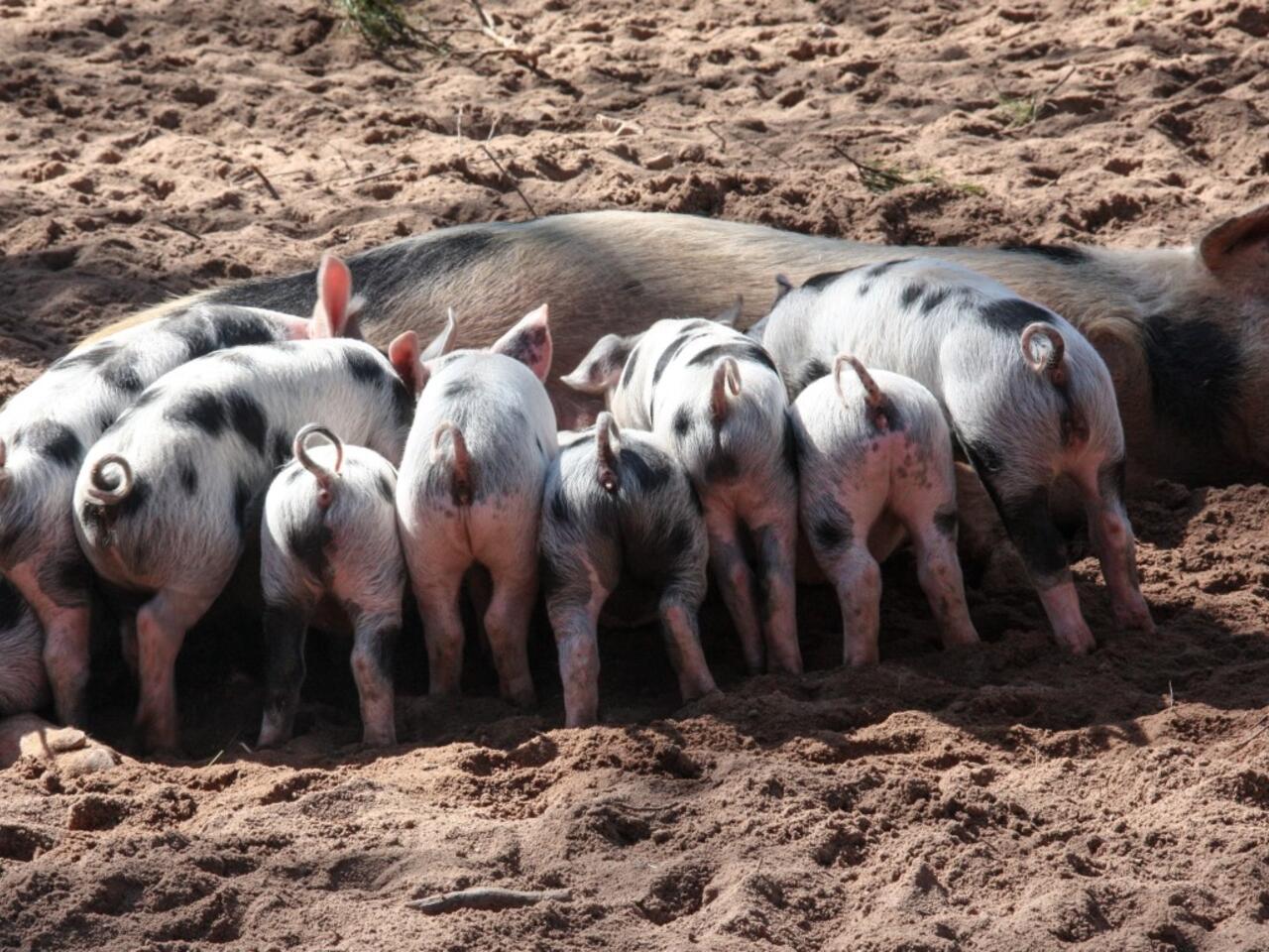 niet minder boeren maar meer