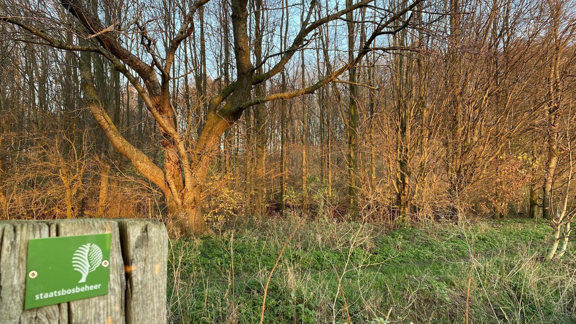 Plantenbos Steenderen 